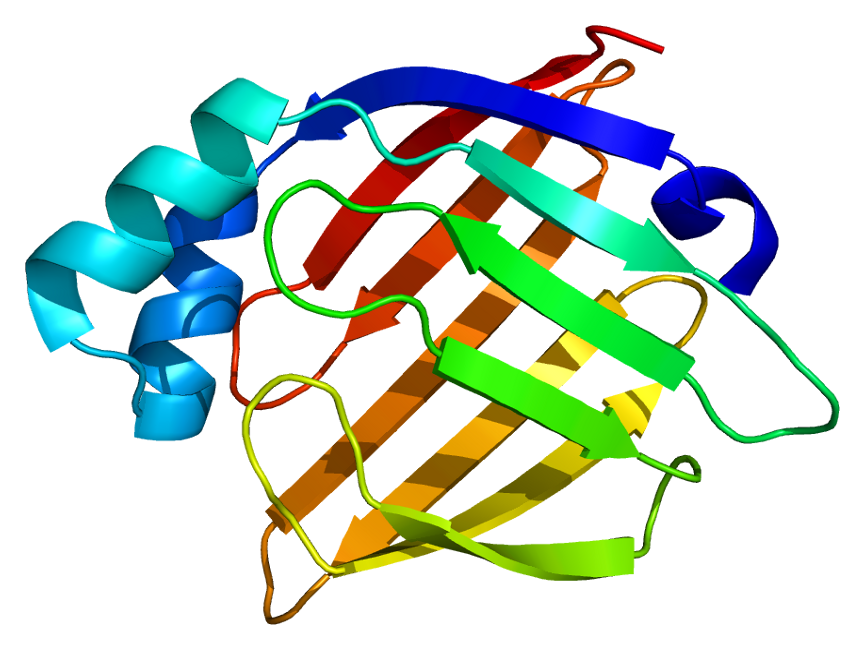 H-FABP【新型脂肪酸结合蛋白单克隆抗体】说明书(图1)