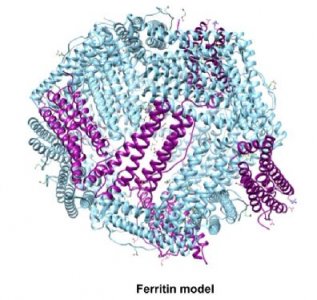 Ferritin【铁蛋白单克隆抗体】化学发光配对说明书
